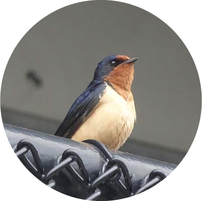 A Barn swallow on a fence, that will needed to be excluded by our Virginia Wildlife exclusion program