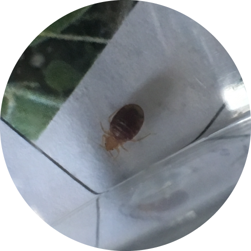 Bedbug Removal call us for Southwest Virginia Pest Control