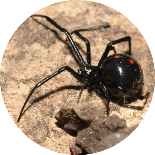 Spider Removal call us for Southwest Virginia Pest Control and Spider Control
