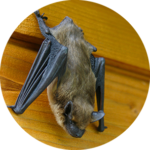 Brown Bat here in Southwest Virginia in need of removing