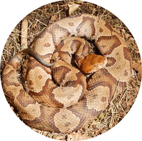 A Dangerous Coiled Copperhead. Contact our Virginia Wildlife removal experts for safe removal