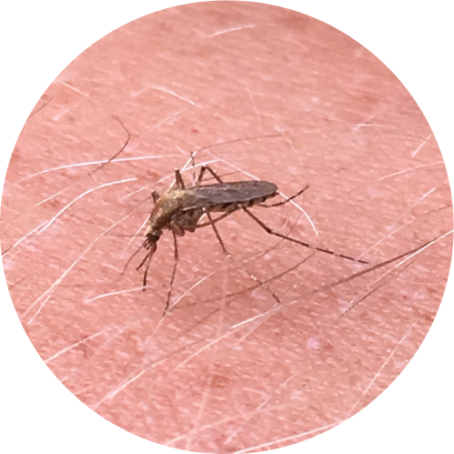 Mosquito on a person. Call us for Mosquito Removal here in Virginia