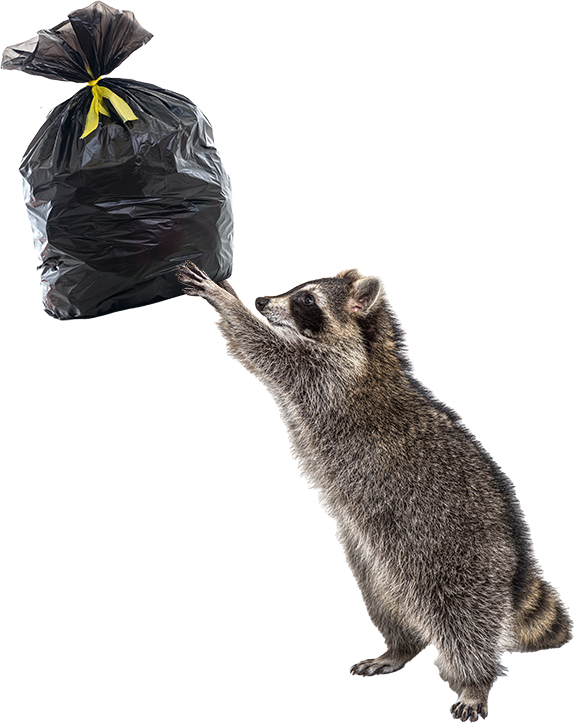 Raccoon on Hind Legs With Trash - Call for Virginia Wildlife Removal Today