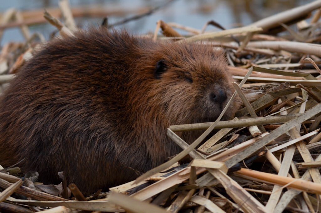 A beaver on it's den. Call for Virginia Beaver Removal
