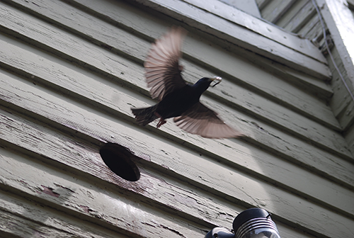 A bird Flying out of a Radford Home's Vent