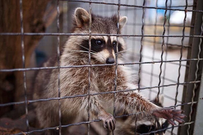 A raccoon caught here by our Radford Wildlife Removal team