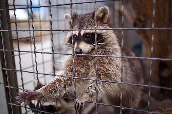 Caught Virginian Raccoon - Virginia Raccoon Removal