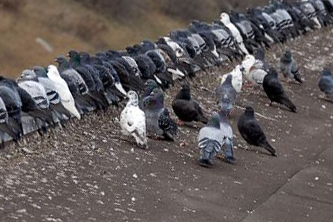 Flock of Pigeons and their Droppings