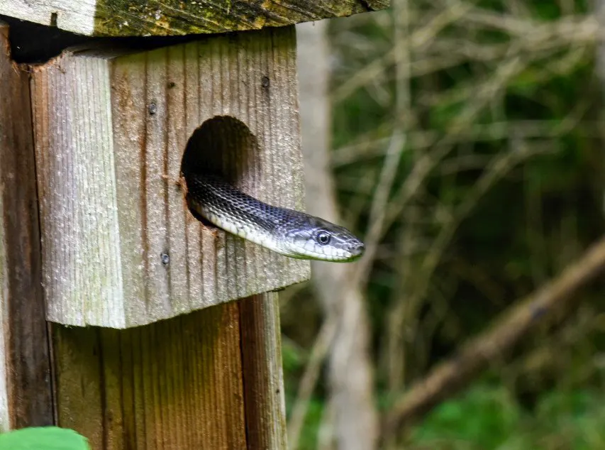 A snake in a bird feeder, showing the need for Snake Removal in Radford and Radford wildlife removal