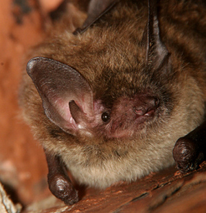 Up close image of a Bat