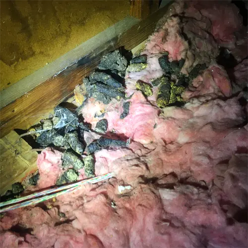 Damage to Attic from Bats