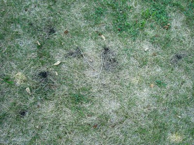 Lawn Damage Caused by a Virginian Skunk