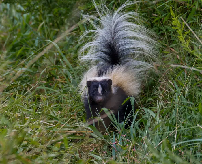 A skunk outside trying to find food
