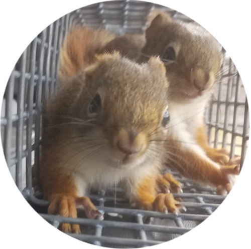 A pair of squirrels that were caught from our Virginia Wildlife Removal Program