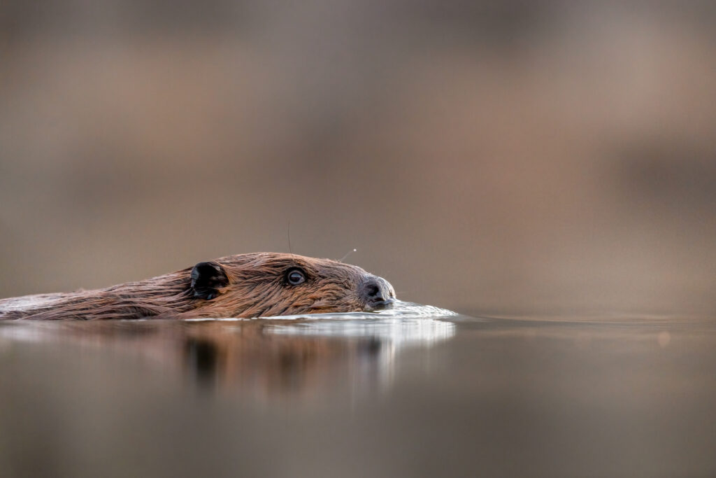 Virginia Beaver floating on the River