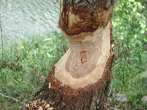 Chewed trees as shown here is a major sign of beaver activity