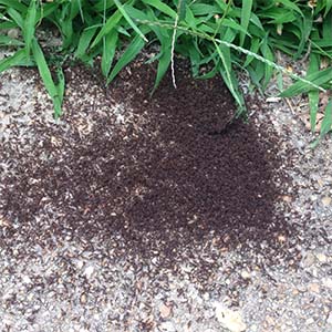 Virginia Ants on the Sidewalk