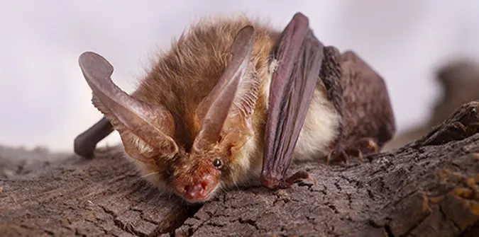 Virginia Big Eared Bat - Virginia Bat Removal and Exclusion