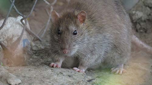A Rat here in Roanoke - Roanoke Wildlife Removal