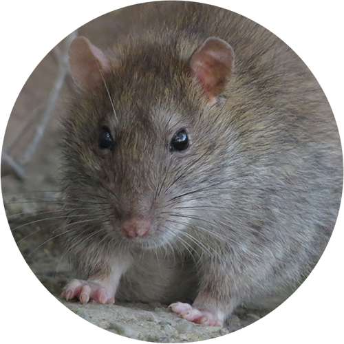 A Norway Rat out here in Southwest Virginia, We offer rat removal here in Virginia