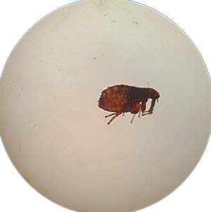 Virginian Flea under a Microscope