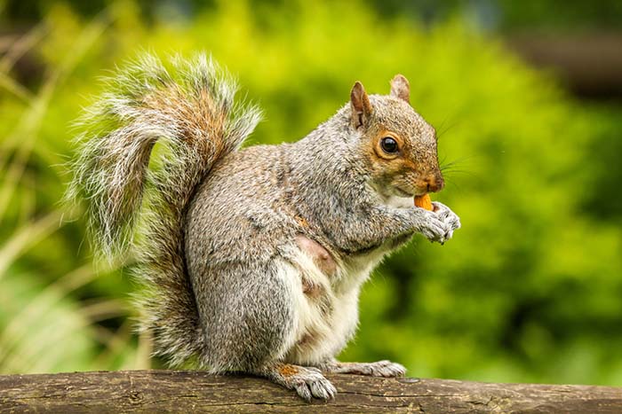 A squirrel eating a nut showing the need for Southwestern Virginia Squirrel Removal