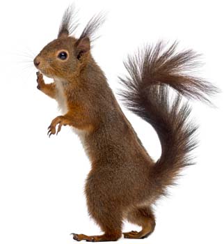 A red squirrel such as these love to get into your Virginian attic