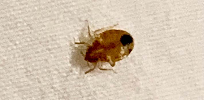 Bed Bug on a Sheet