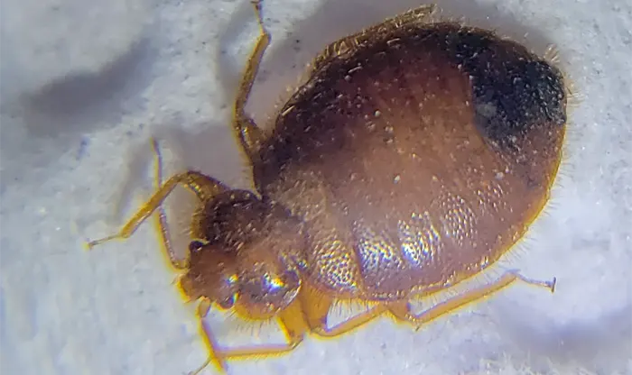 Closeup of a Virginian bed bug on a sheet