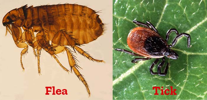 Flea and Tick Comparison