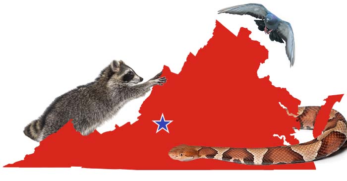 Raccoon Grabbing Virginia with Roanoke