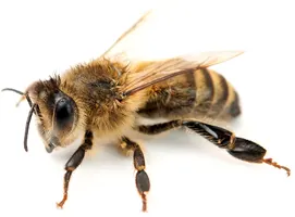 Sole Virginian Bee