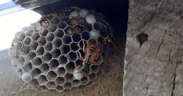 The Virginia Wasp Nest