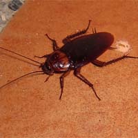 Virginia Cockroach