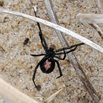 Virginian Black Widow Spider