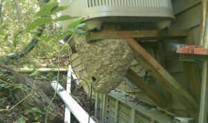 Wasp Nest under AC Unit