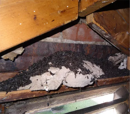 Bat Guano in the Attic in need for Animal Damage Repair