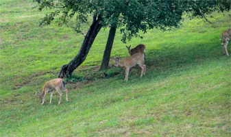 Deer in the backyard. Deer control can keep them away