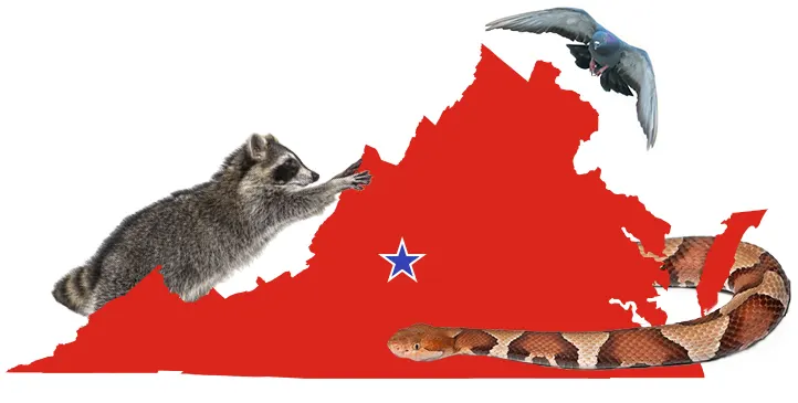 Animals Converging into Lynchburg Virginia
