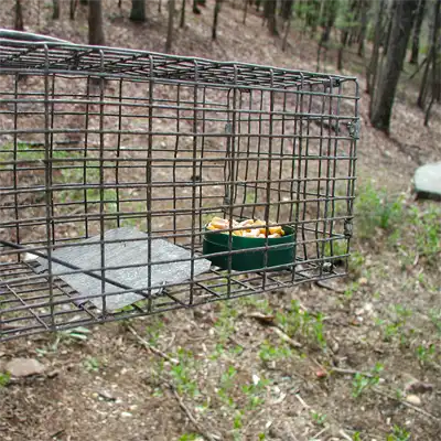 Squirrel trap used for squirrel exclusion