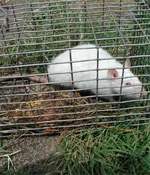 A caught albino mouse, which we did as part of our mouse trapping program