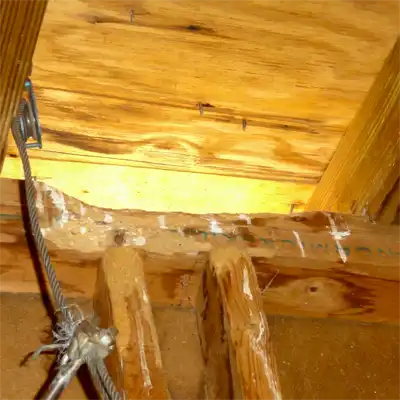 Damage caused by squirrels running rampant in the attic