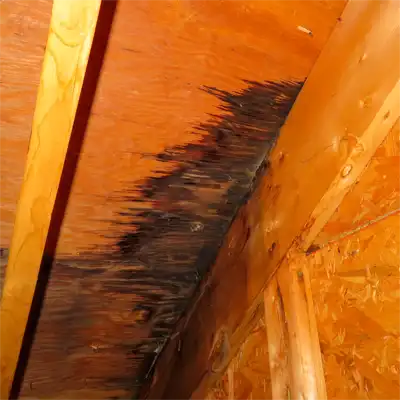 Damage to Attic caused by squirrels
