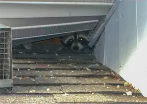 Raccoon in the Soffit is one of many raccoon problems you face in southwestern virginia