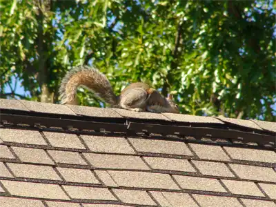 Squirrel on the roof as shown here can get into your attic