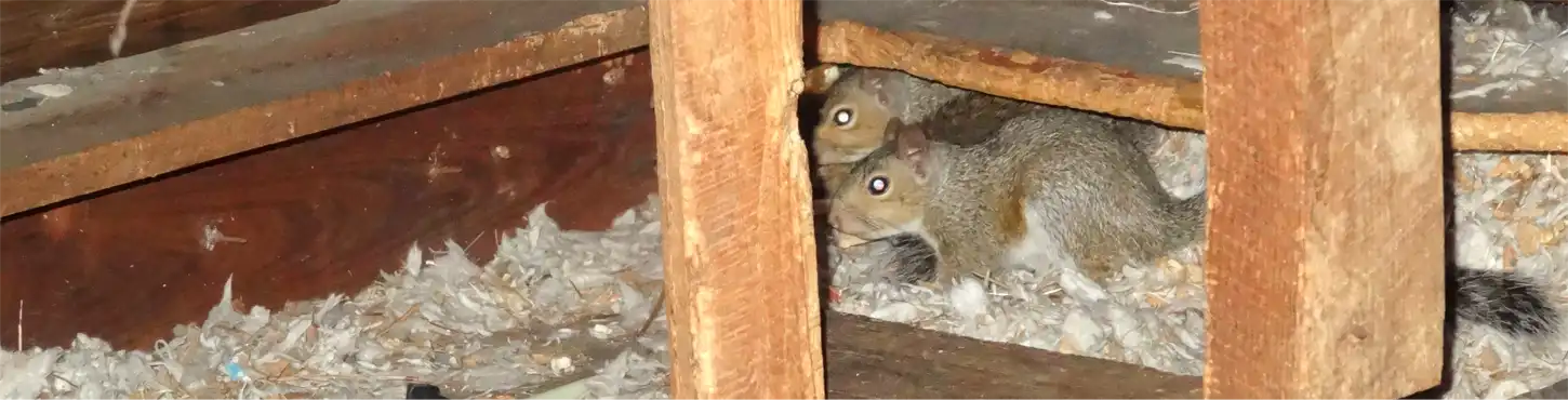 A pair of Squirrels in the Attic found here in southwest Virginia