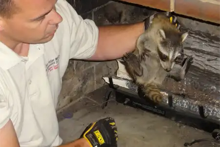 One of our technicians catching a raccoon from the chimney showing the need for Southwestern Virginia Wildlife Removal