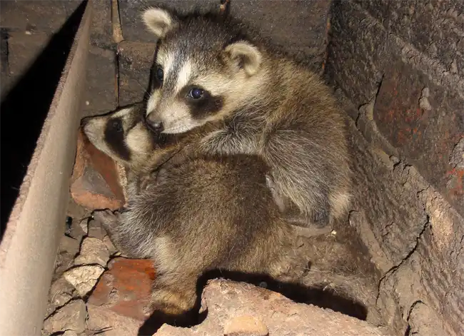 Baby raccoons where a chimney is part of their den, making dens is a common raccoon behavior