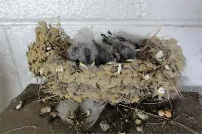 A birds nests with live chicks