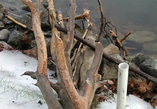 A tree which is a victim of a beaver attack